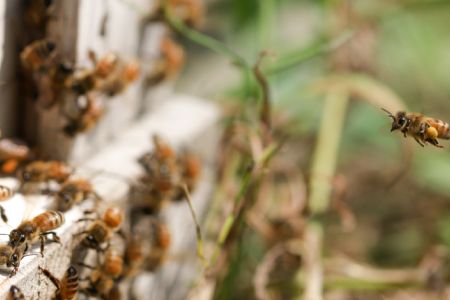 国産はちみつ(神埼産)百花蜜 450g 【贈り物 黄金色 自家製 疲労回復 美容 栄養 花の蜜 純粋 九州産】(H050127)