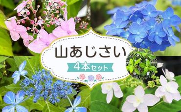 ＜山あじさい 4本セット＞2024年10月上旬～2025年6月下旬迄に順次出荷【c1102_ms_x1】