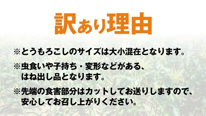 【 先行予約 2026年6月下旬以降発送 】【 令和8年産 】【 訳あり 】 朝採り とうもろこし ピュアホワイト 約6kg トウモロコシ スイートコーン 野菜 産地直送 期間限定 規格外 不揃い 傷 ふるさと納税 7000円 ワケアリ 訳アリ [AX061ya][SZRY]