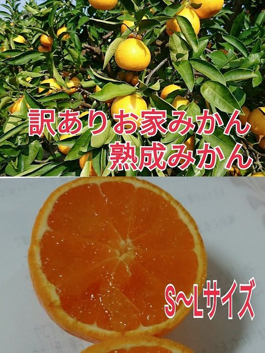 【ご家庭用】有田みかん  3kg （Ｓ～2Ｌサイズミックス）木成り完熟 大ちゃんの畑農園  CA11