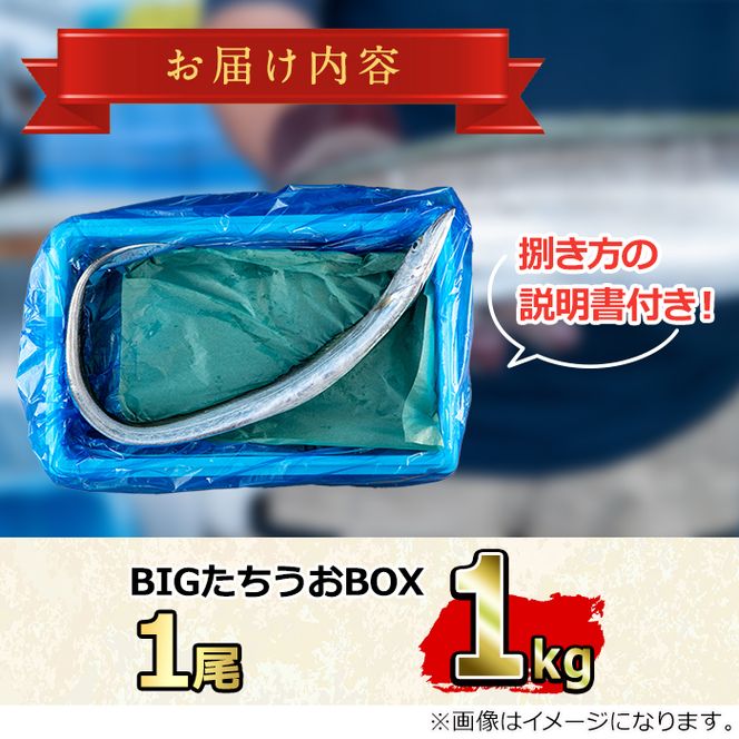 【0223204a】鮮度が命！鮮魚問屋が厳選した『鮮魚たちうおビッグサイズBOX』(1尾・1kg以上)魚 魚介類 鮮魚 海鮮 太刀魚 ムニエル 塩焼き【江川商店】
