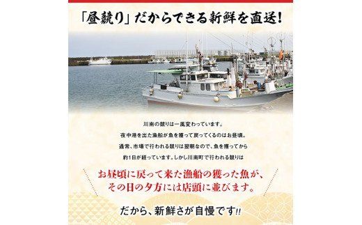 担当者厳選！ 伊勢海老2.0kg（2～8尾） 【 伊勢えび 魚介類 いせえび 海産物 宮崎県産 国産 】 [C04405]