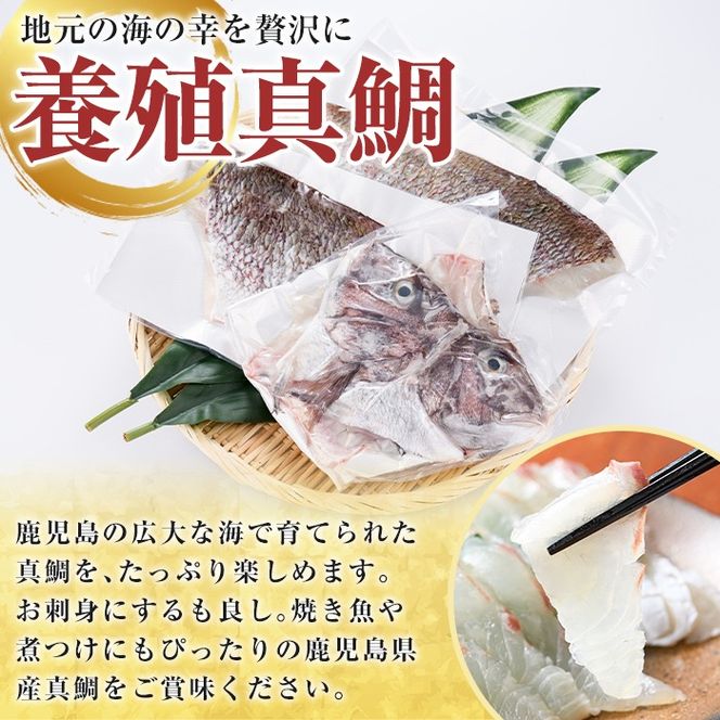 鮮度抜群！養殖真鯛(1尾分・約1.5kg) 鯛 真鯛 魚貝 魚介 海産物 刺身 焼き魚 煮つけ 真空パック【さるがく水産】a-14-43