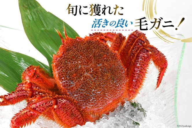 先行予約＞かに 三陸産浜ゆで毛ガニ 約500g [村東商店 宮城県 気仙沼市