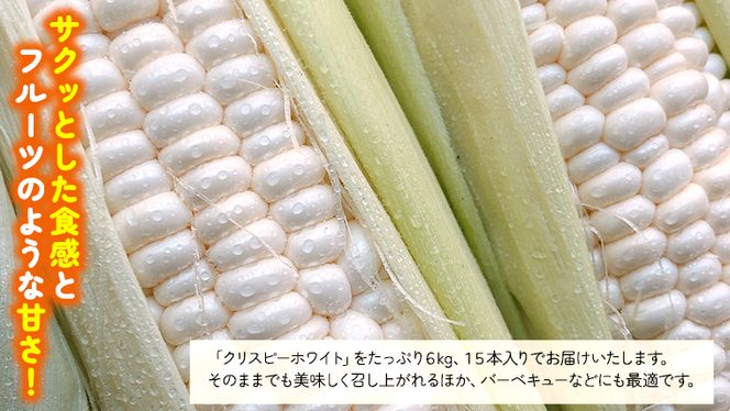 【 先行予約 2025年 6月下旬 以降発送】【 令和7年産 】 朝採り とうもろこし （ クリスピーホワイト ） 約 6kg トウモロコシ スイートコーン 野菜 産地直送 期間限定 [AX018ya]