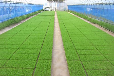 低農薬栽培の彩のきずな《白米》9kg (4.5kg×2袋)｜おいしい お米 コメ こめ ご飯 ごはん お取り寄せ 直送 贈り物 贈答品 ふるさと納税 埼玉 杉戸 [0655]