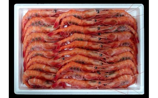 【エビ お楽しみセット 白えび（1箱約800g）甘えび（1箱約800g）合計1.6kg 香住産 冷凍】※発送目安：入金確認後、順次発送 鮮度抜群の甘エビと白エビの2種類。水揚げ後、すぐに船内で急速冷凍した商品です。漁師が食べている新鮮な旨みをたっぷり味わってください。お刺身 焼き物 塩ゆで フライ 唐揚げ 鍋物 海鮮丼 大人気 ふるさと納税 香住 柴山 香美町 宿院商店 33-09