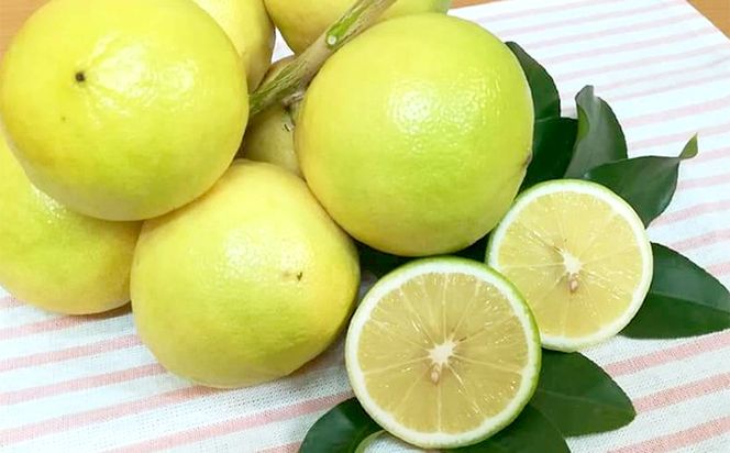 美浜町産温室ベルガモット　生果実『自宅用2kg入り』　※2025年11月上旬頃～2026年2月下旬頃に順次発送予定