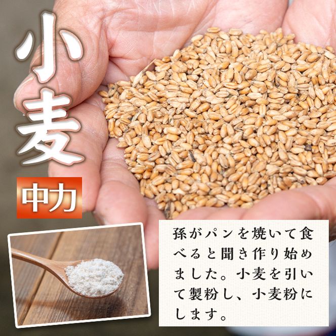 isa479《毎月数量限定》あんしん小麦粉・中力粉(約500g×4袋・計約2kg）【しげふみファーム】