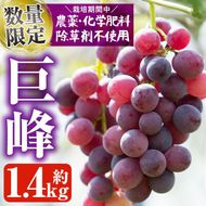 ＜先行予約受付中！2025年8月中旬以降順次発送＞鹿児島県産 巨峰(約1.4kg・3～4房) 国産 ぶどう ブドウ 葡萄 果物 フルーツ セット 期間限定 数量限定【落合ぶどう園】a-12-29-z