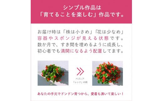 D086 パンジー＆ビオラの花うるるハンギング寄せ植え「カシスオレンジ Ｍサイズ」