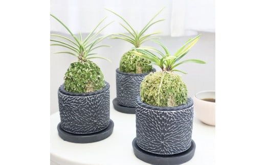 楽天市場】京楽焼 植木鉢 愛楽園製 富貴蘭鉢 梅花唐草紋 3.8号