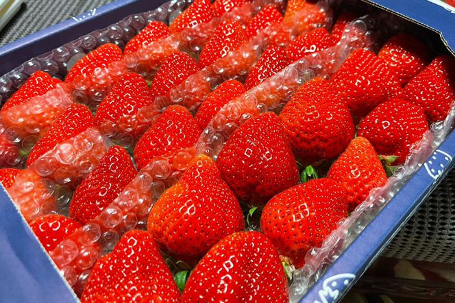 【期間限定発送】 いちご 津田くん農園のあまおう 約1kg [くしだ企画 福岡県 筑紫野市 21761180] 苺 あまおう イチゴ 福岡 期間限定