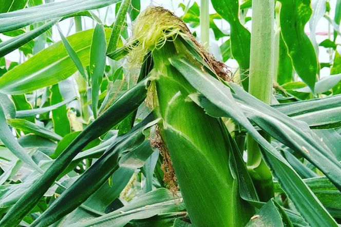 BE278　6月中旬から出荷！ 「幻の朝どれホワイトコーン！」 Lサイズ以上×5本 ～名水百選の里 島原産～