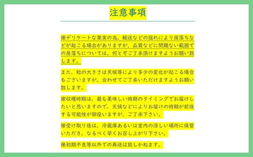 【2026年発送分 先行予約】 シャインマスカット 2～3房（約1.2kg） 8月中旬以降発送予定 フルーツ 山梨 シャイン マスカット くだもの 大粒 人気 厳選 ブドウ ぶどう 葡萄  富士川町 先行予約
