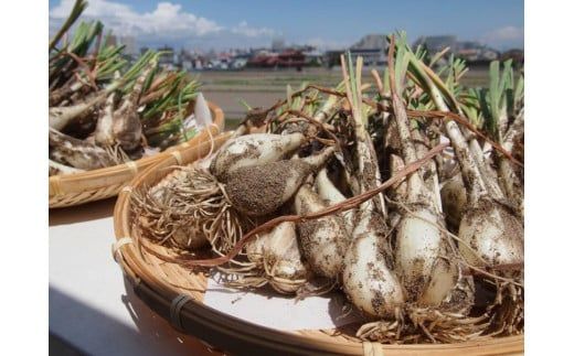 [先行予約][JA]根付らっきょう 秀M・5kg箱 ※着日指定不可 ※離島への配送不可 ※2024年5月下旬〜6月上旬頃に順次発送予定