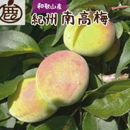 ＜6月発送＞厳選青梅1.5kg+45g（傷み補償分）【梅干し・梅酒・梅ジュース】 CZ90004