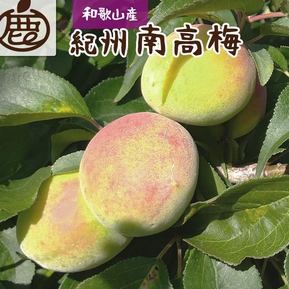 [6月発送]厳選 紀州南高梅(青梅)2.5kg+75g(傷み補償分)[梅干し・梅酒・梅ジュース]