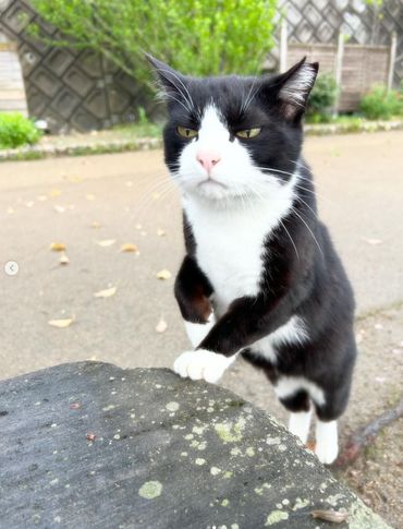 【返礼品なし】「てくてくさくらねこ」　地域猫活動支援【てくてくさくらねこの会】_HA1118