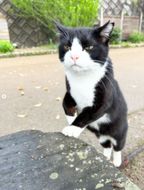 【返礼品なし】「てくてくさくらねこ」　地域猫活動支援【てくてくさくらねこの会】_HA1118