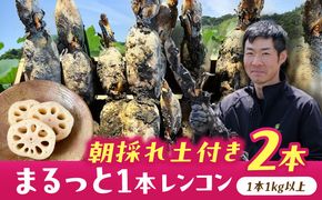 【先行予約】＼毎年9月より順次発送／＼TVでも紹介された！！/ 産地直送！朝採れ土付き鍬掘りレンコン 2kg 野菜 れんこん 蓮根 愛西市 / レンコン兄弟 [AECL001]