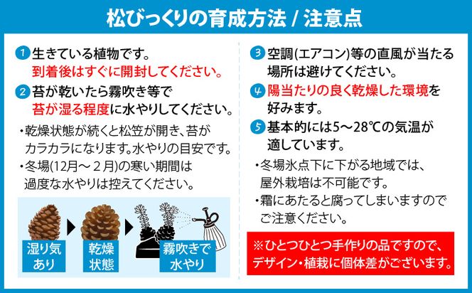 火山の贈り物　ミニ観葉植物『松びっくり』　溶岩土台松ぼっくり苔植物　K089-001