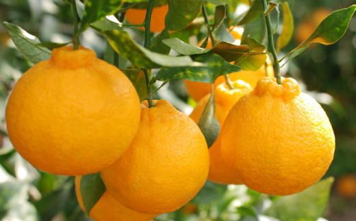 ［お味濃厚］紀州有田産のデコポン約5kg(18玉～24玉入り・青秀以上)★2026年2月中旬頃より順次発送［TM26w］ BZ072