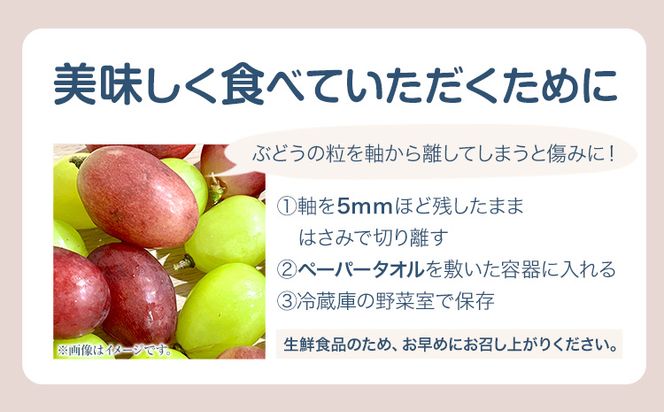 【先行予約】 岡山県産 訳ありつる付きニューピオーネ 2房 530g以上 葡萄 果物 厳選出荷 スイーツ フルーツ デザート 岡山県矢掛町《9月上旬-10月下旬頃出荷》 種なしぶどう【配送不可地域あり】---osy_chbf25_ak9_26_16500_2---