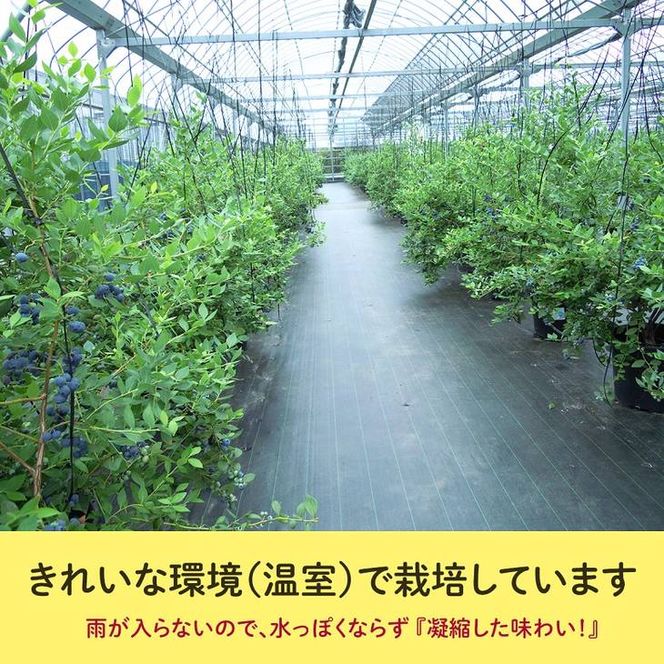 【定期便】大粒ブルーベリー　人気品種4パック×3ヶ月連続お届け　※2026年5月上旬〜7月上旬頃に順次発送予定