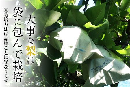 『上田農園』の玉東梨　予約受付中　たっぷり約5kg  6-16玉前後《8月中旬-10月上旬頃出荷》 熊本県 玉名郡 玉東町 梨 ナシ フルーツ 果物 送料無料 ギフト 贈答 5kg---sg_cuedanashi_g810_25_13500_5kg---