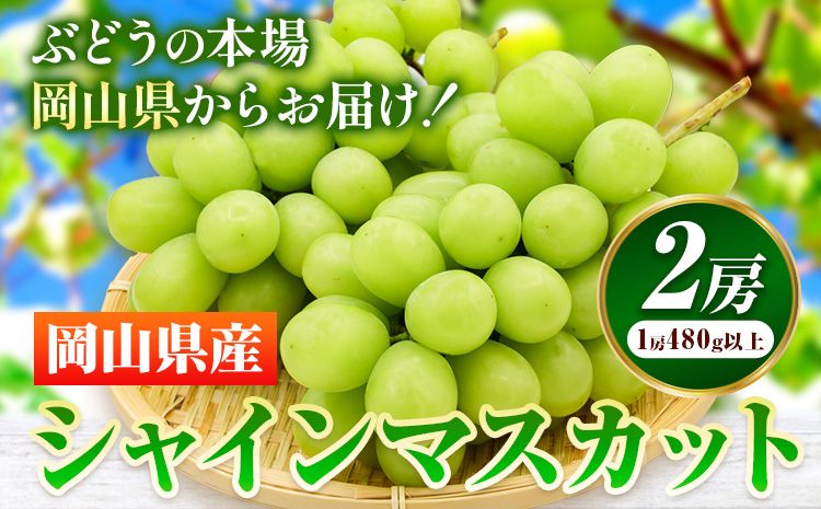 [先行予約] 岡山県産 シャインマスカット 2房 (480g以上) [配送不可地域あり] [7月上旬-8月下旬頃に出荷予定(土日祝除く)] 岡山県 矢掛町 マスカット ぶどう 葡萄 果物 フルーツ---osy_chbf9_ak7_25_26500_2---