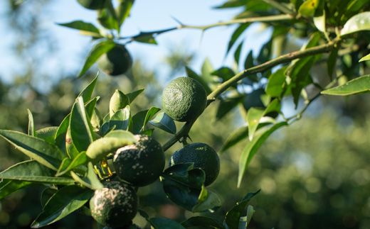 山神果樹薬草園　柑橘リキュールすだち9％　500ml 《30日以内に出荷予定(土日祝除く)》  ---sanagouchi_myk_25_1set---