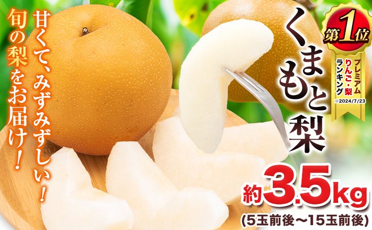 [2025年 先行予約 ] 梨 くまもと梨 梨 秋 旬 なし 幸水 豊水 先行 果物 くだもの フルーツ ナシ 梨 先行予約 送料無料 あきづき 甘太 新高 新興 約3.5kg 5玉〜15玉前後 熊本県産[着日指定不可][2025年8月下旬‐11月中旬頃より順次発送]旬 果物 お取り寄せ---fn_cngsnasi_h811_r7_10500_3500g---