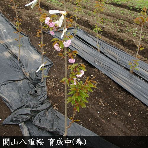 ＜すだ農園＞2年生 苗木 ◆ サクラ(桜) 関山八重桜(カンザンヤエザクラ)[地掘苗 2023年] ※2024年11月中旬～2025年4月頃に順次発送予定 ※北海道・沖縄・離島への配送不可