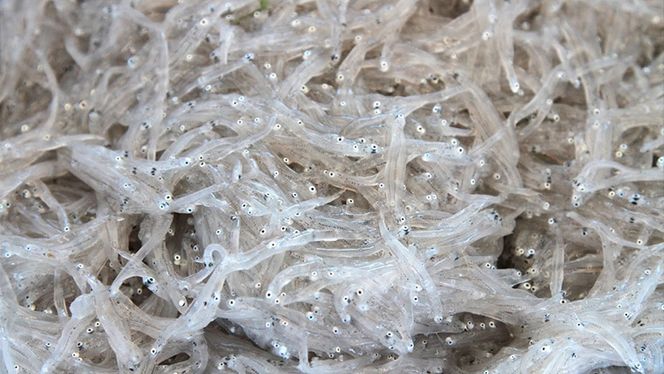 訳あり福袋 送料無料 セール わけあり 福袋 レディ 2kg しらす干し 茨城県産 ( シラス ) 大洗町 共通返礼品：茨城県 魚介類(加工食品)