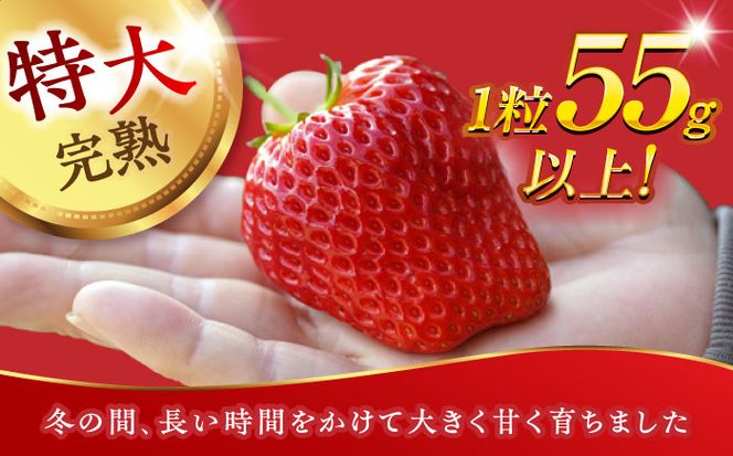 先行予約】 超特大玉いちご 完熟 紅ほっぺ (350g×4パック) いちご 果物 