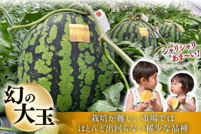 【CF01】BG075【令和8年度出荷分】幻のゴールデンスイカ！～金色羅皇（ラオウ）～（7～12kg） [先行予約 数量限定 すいか スイカ 西瓜 フルーツ 果物 長崎 長崎県 島原市]