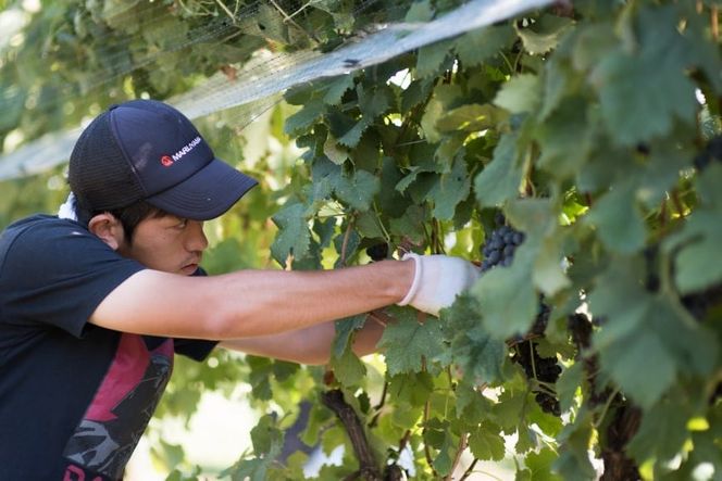 ワイン 赤 白 飲み比べセット 各750ml 2本セット [本坊酒造 マルス穂坂ワイナリー 山梨県 韮崎市 20743121] 白ワイン 赤ワイン 酒 お試し セット 詰め合わせ