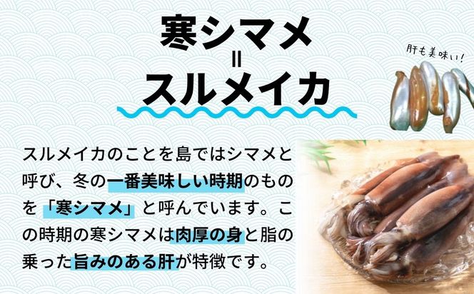 【のし付き】 朝どれ寒シマメ（スルメイカ）丸ごと5本 冷凍 刺身 ＜便利な個包装＞