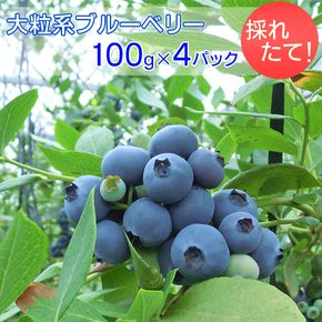 採れたて！大粒系ブルーベリー　100g×4パック ※2025年5月上旬〜7月上旬頃に順次発送予定 ※着日指定不可