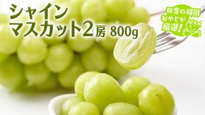 シャインマスカット 800g 2房 【9月より発送開始】田舎の頑固おやじが厳選！ マスカット 種なし  ギフト 高糖度 大粒 ぶどう 甘い 美味しい フルーツ [BI291-NT]