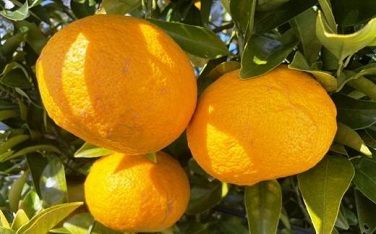 有田産訳ありご家庭用甘夏みかん約10kg（サイズ混合）★2027年4月中旬頃より順次発送予定 BZ102