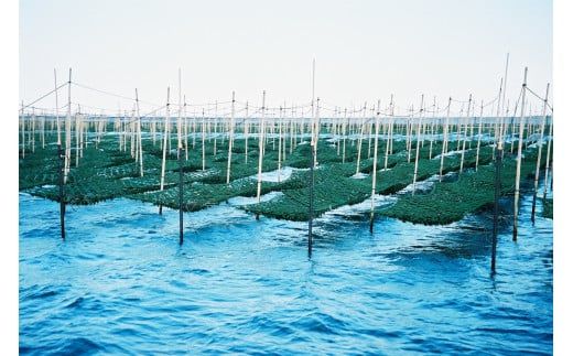 のり佃煮　佃煮 4個セット 【あおさ佃煮120g×2個】 【しその実 あおさ佃煮110g×2個】 佃煮原料100％国産 のり ノリ 海苔 海苔の佃煮 ご飯のお供 グルメ あおさ あおさのり 国産 兵庫県香住加工 防腐剤不使用 合成着色料不使用 5000 5000円 五千円 以下07-96