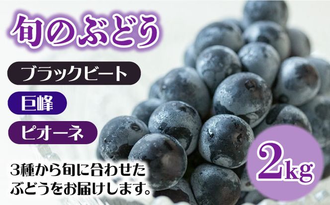 【2025年7月〜発送】【２回定期便】南島原産！ぶどう食べ比べ・旬のぶどう（ブラックビート・巨峰・ピオーネのいずれか）・シャインマスカット / 南島原市 / ながいけ[SCH062]