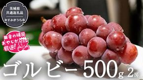 ゴルビー 500g ×2房【9月より発送開始】（茨城県共通返礼品：かすみがうら市産） ぶどう ブドウ 葡萄 果物 フルーツ 茨城県産 [BI423-NT]