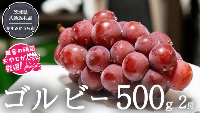 ゴルビー 500g ×2房【令和6年9月より発送開始】（茨城県共通返礼品：かすみがうら市産） ぶどう ブドウ 葡萄 果物 フルーツ 茨城県産 [BI423-NT]