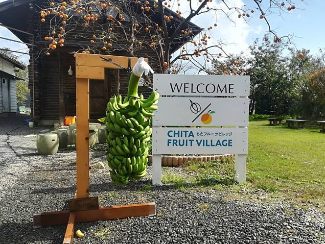 超希少！美浜町産バナナ（モッチリ系の品種）たっぷり2kg入り！