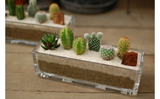 サボテン寄せ植え／ガラスレクト