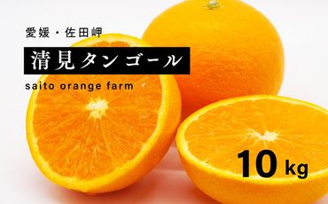 【先行予約】Saito Orange Farmの清見タンゴール10kg ｜ 柑橘 みかん ミカン フルーツ 果物 愛媛　※離島への配送不可　※2025年3月下旬頃より順次発送予定