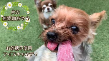 FB137_【5月～9月発送】犬の無添加おやつ☆お砂糖不使用無添加アイスキャンディ　/みやき町